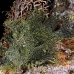 rhinopias_lacy_crci_mb_h_0387_png3320.jpg